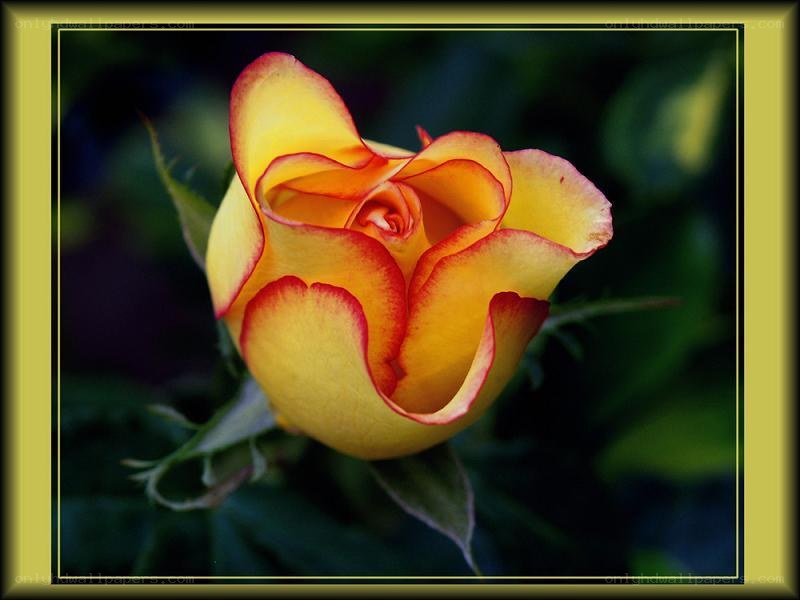 yellow rose with red edges