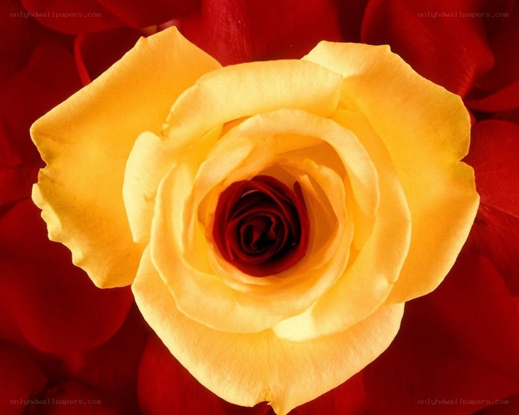 yellow rose with red petals