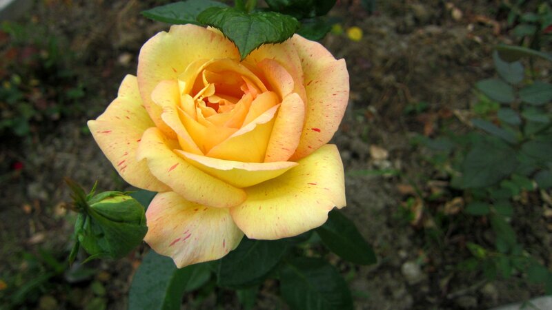 Yellow Rose with Red Speckles