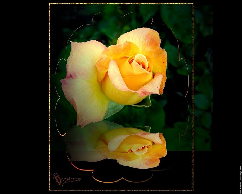 Yellow Rose with Reflection — Dramatic