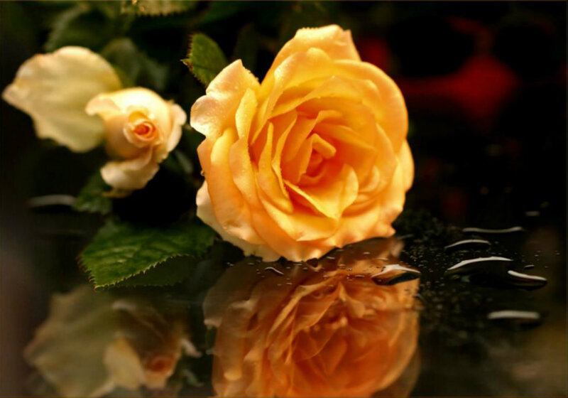 Yellow Rose with Reflection — Serene, Photograph