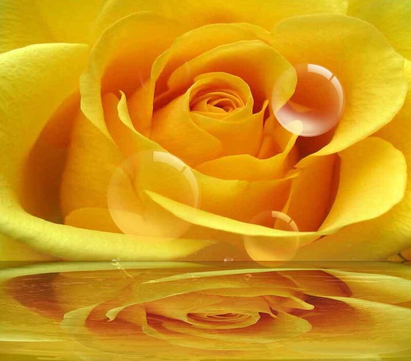 Yellow Rose with Reflection — Serene