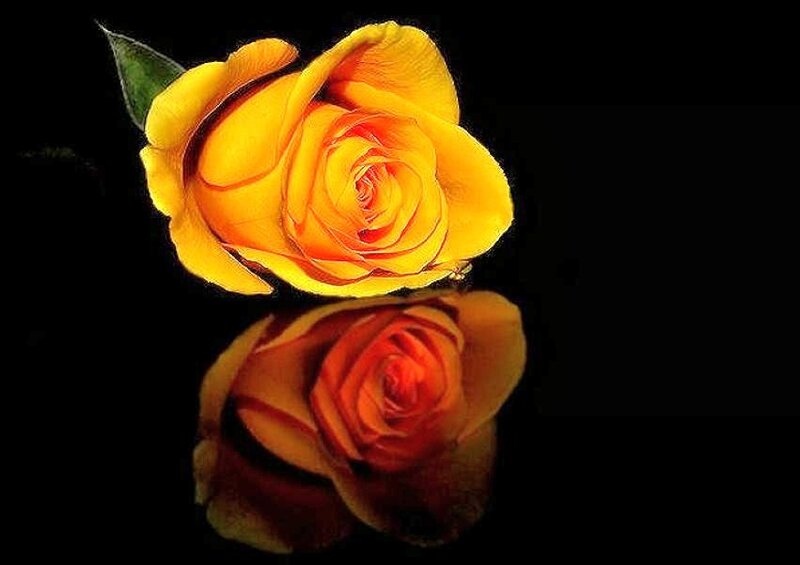 Yellow rose with reflection