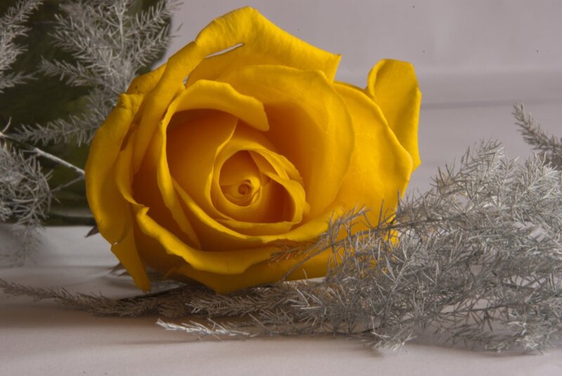 Yellow Rose with Silver Foliage