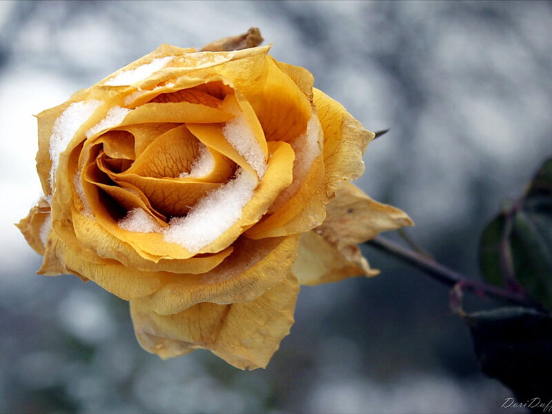 Yellow Rose with Snow — Melancholic