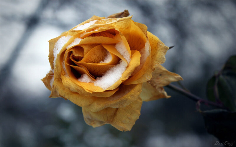 Yellow Rose with Snow