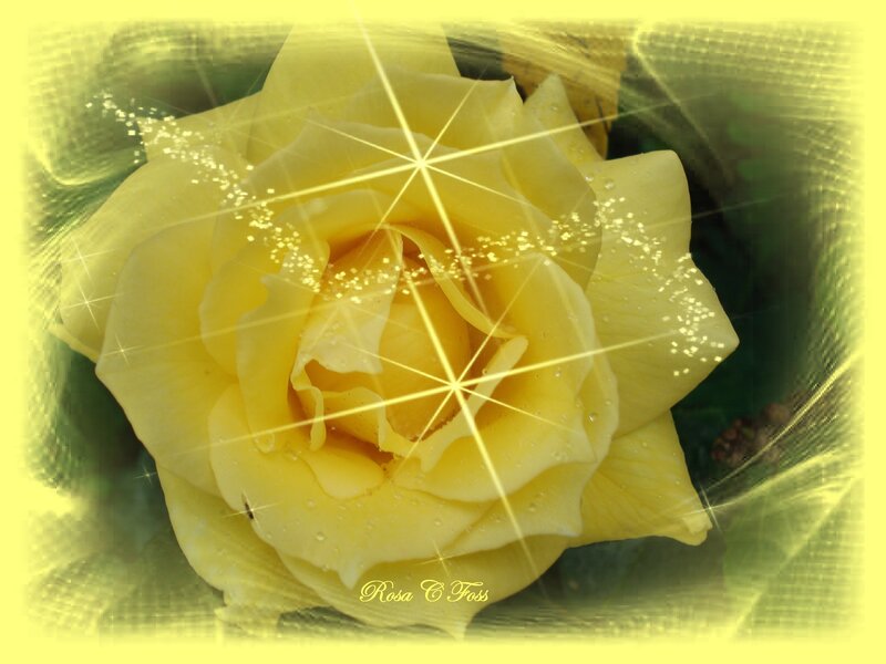 Yellow rose with sparkles