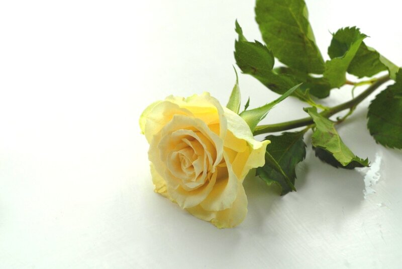 Yellow Rose with Stem