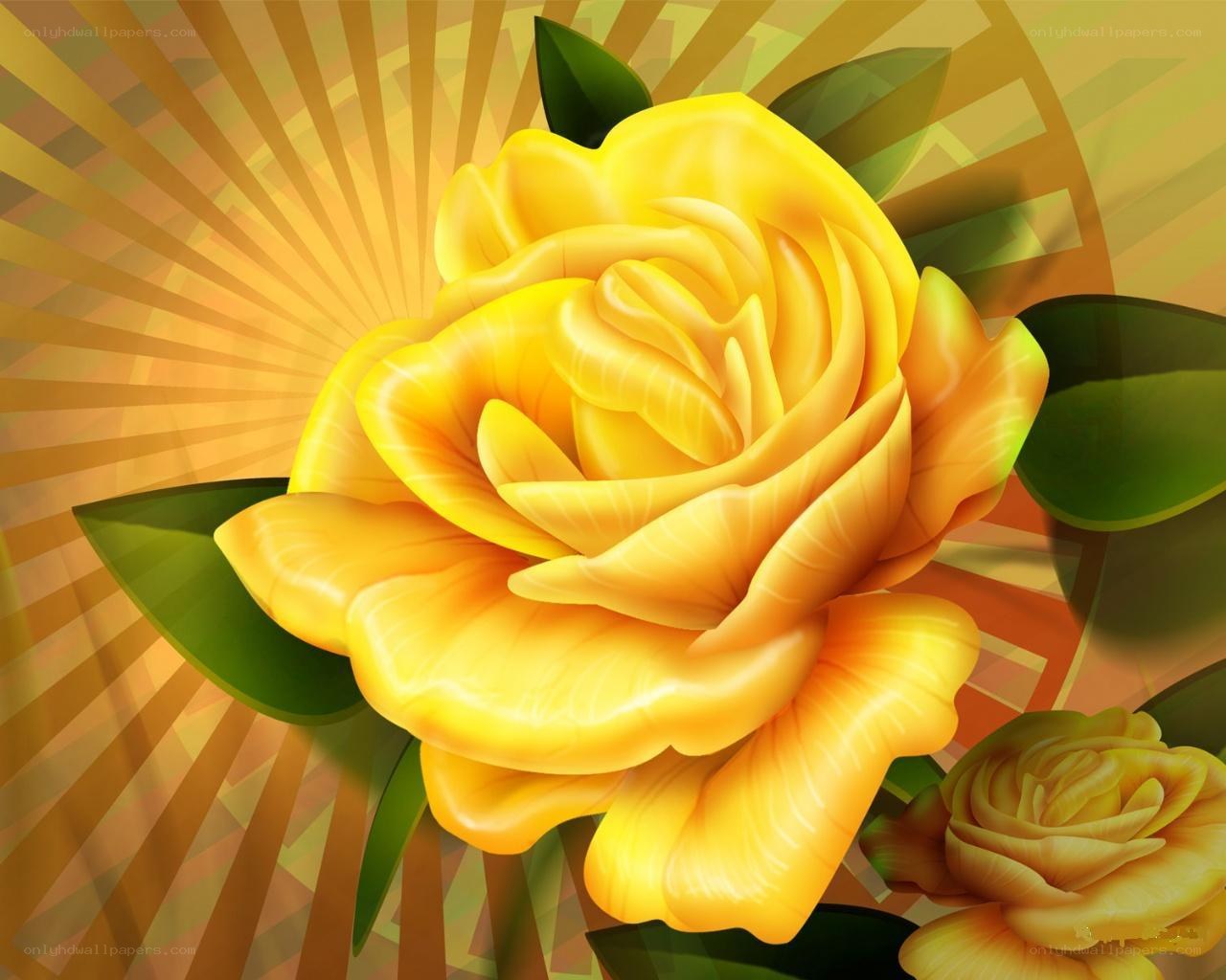 Yellow rose with sunburst background