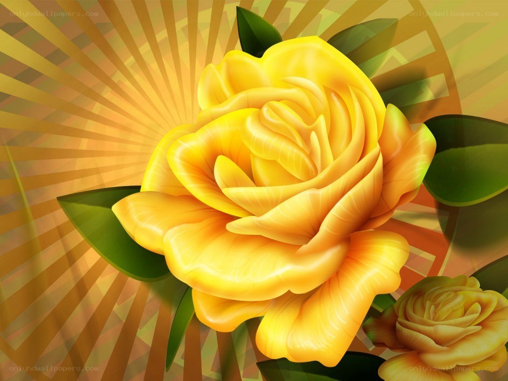 Yellow rose with sunburst background