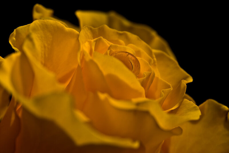 Yellow Rose with Water Droplet — Dramatic