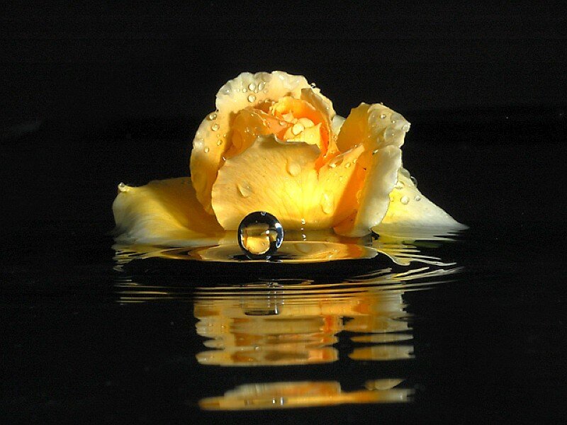 Yellow rose with water droplet