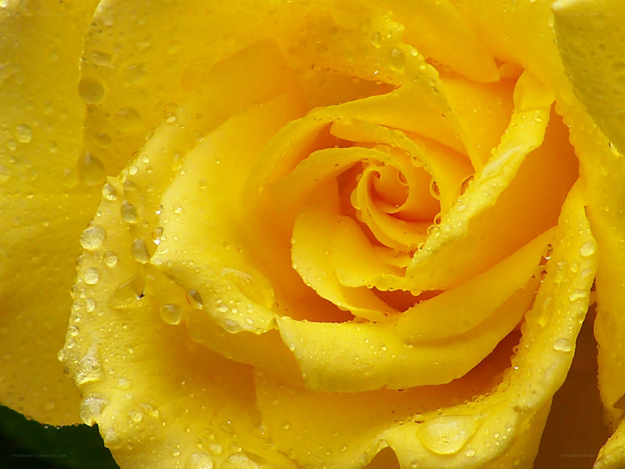Yellow rose with water droplets