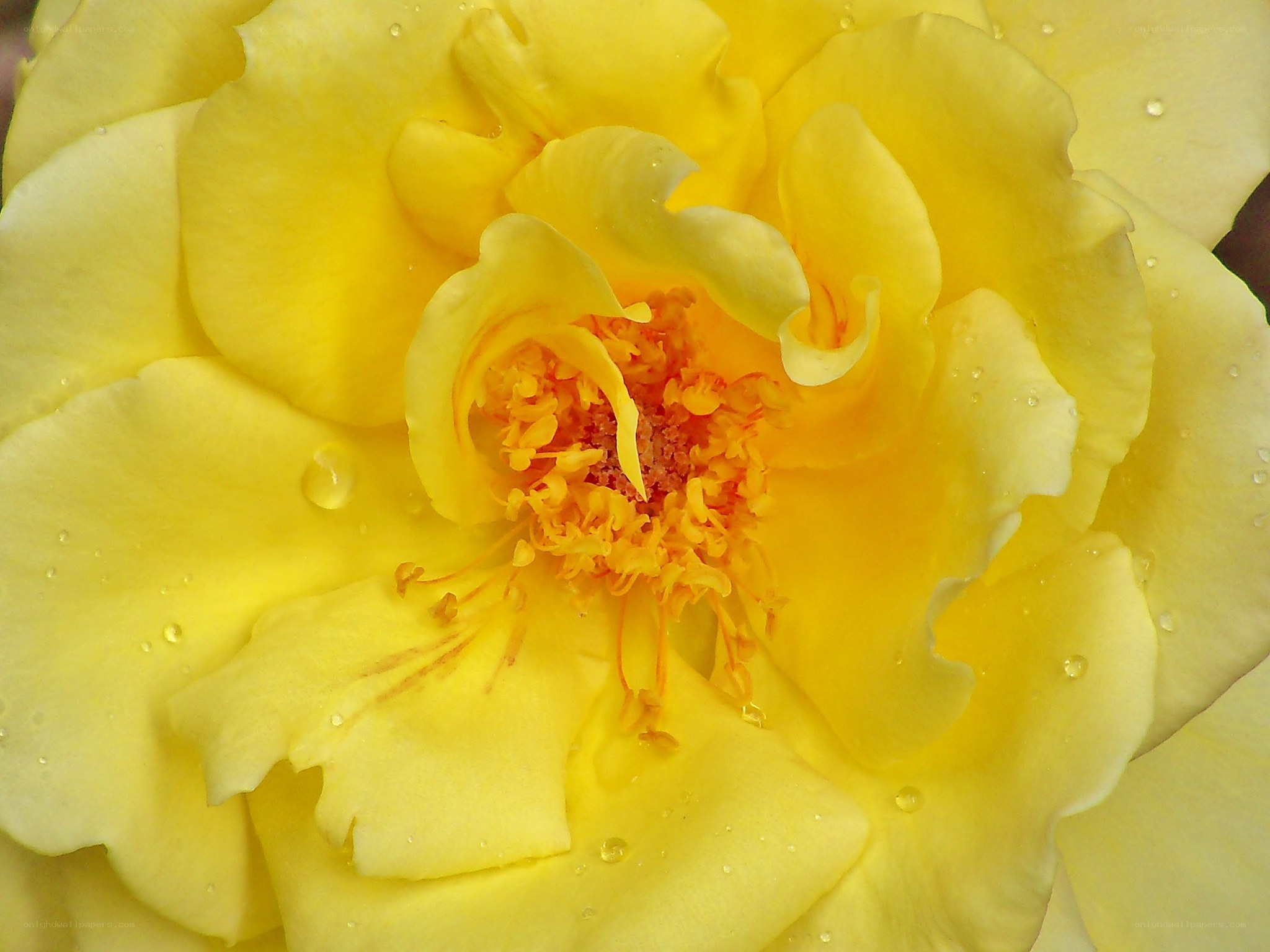 Yellow rose with water droplets