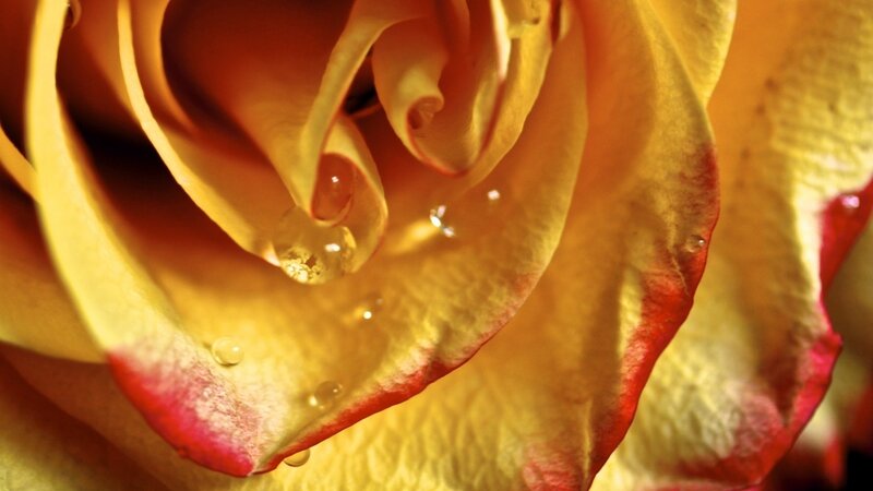 Yellow rose with water droplets