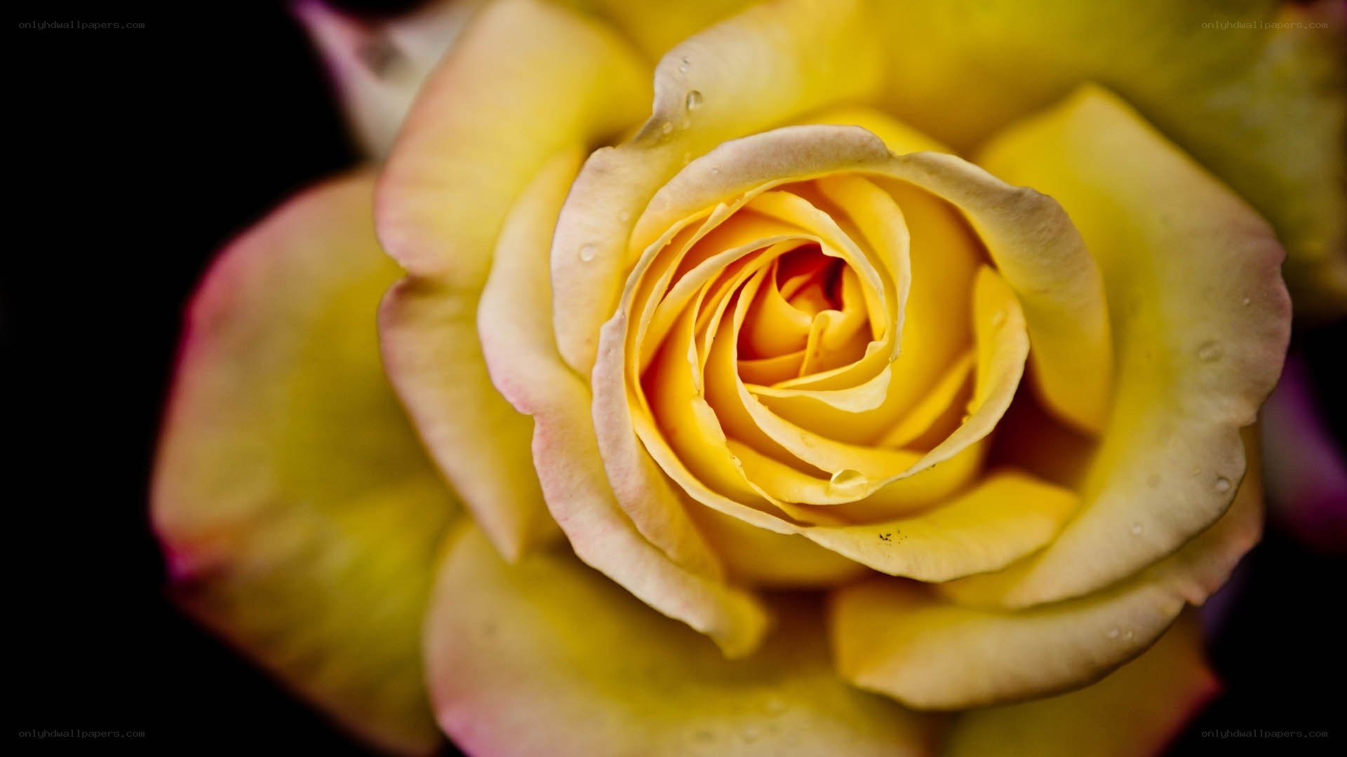 Yellow rose with water droplets