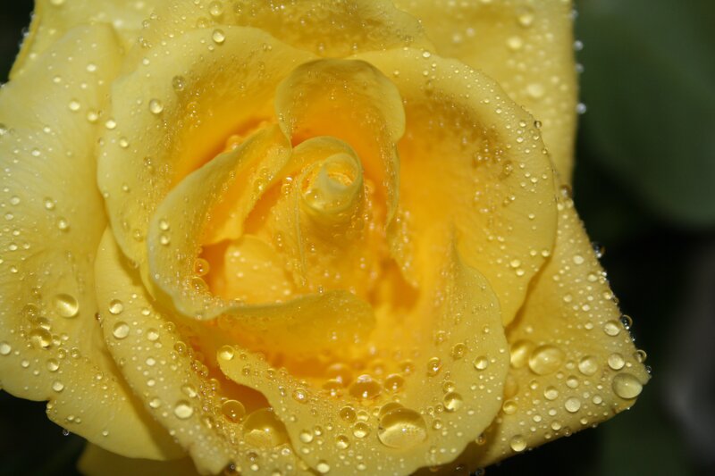 Yellow rose with water droplets
