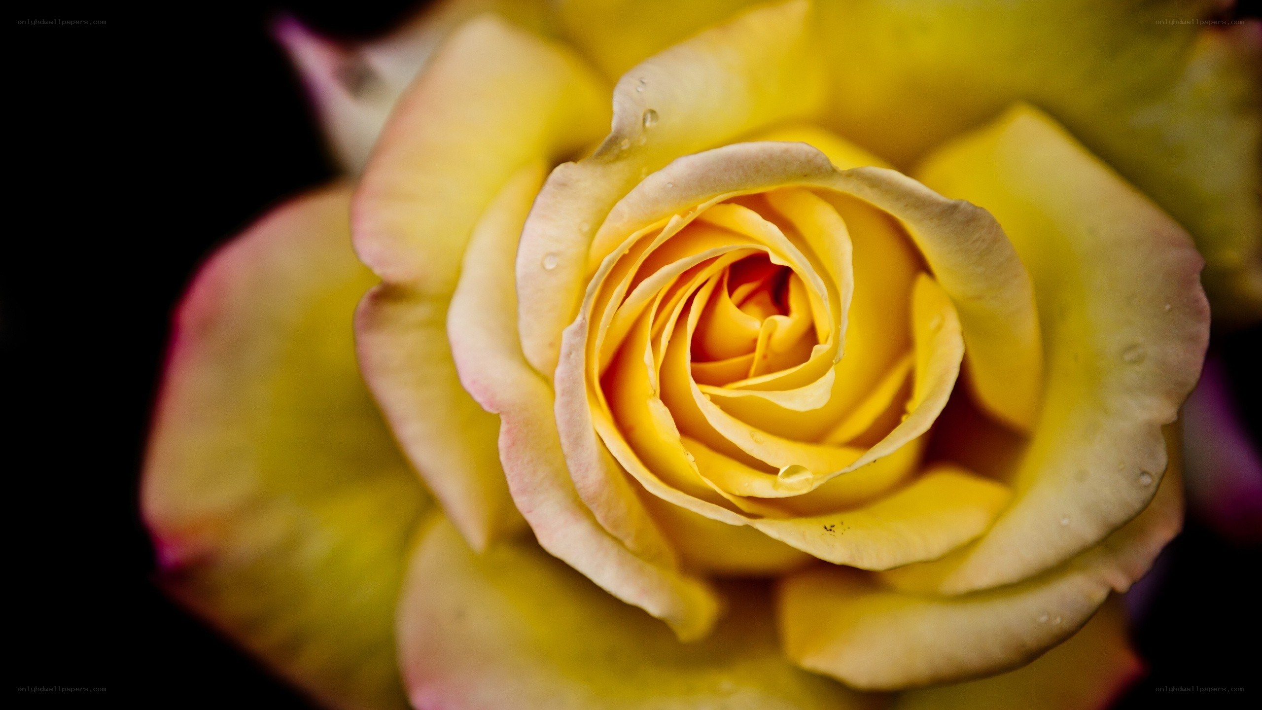 yellow rose with water droplets