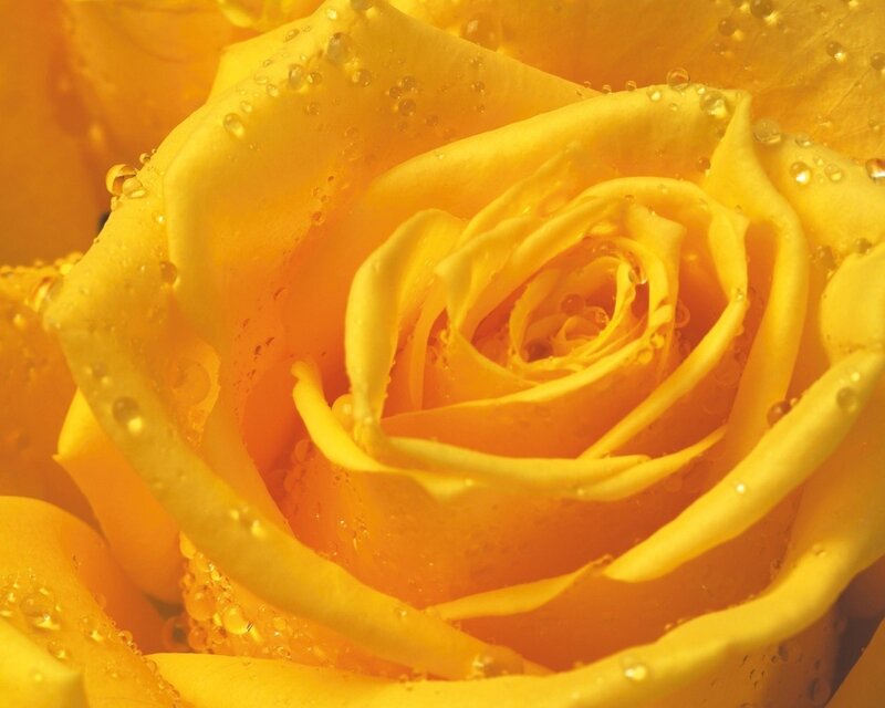 Yellow rose with water droplets