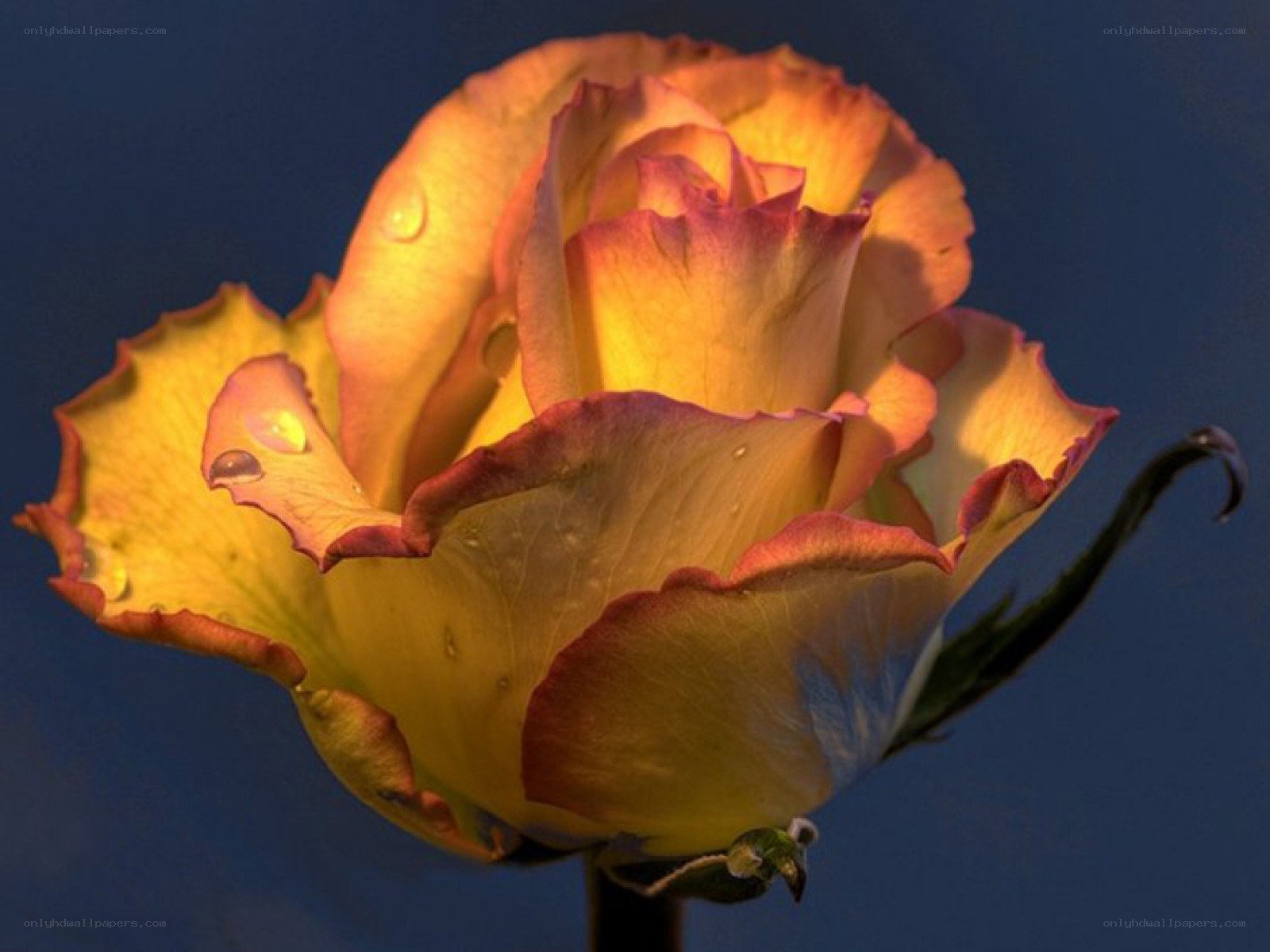 Yellow rose with water droplets