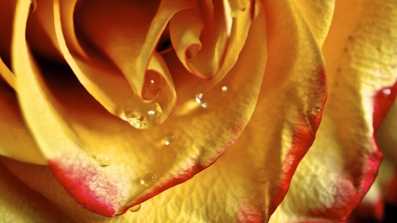 Yellow rose with water droplets