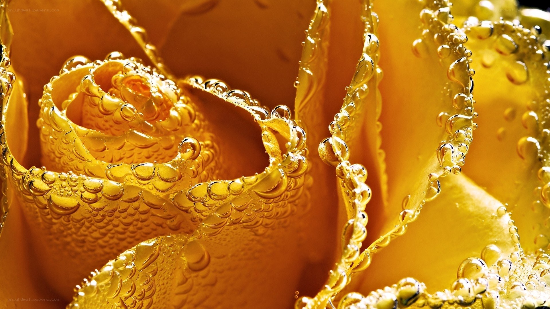 Yellow rose with water droplets