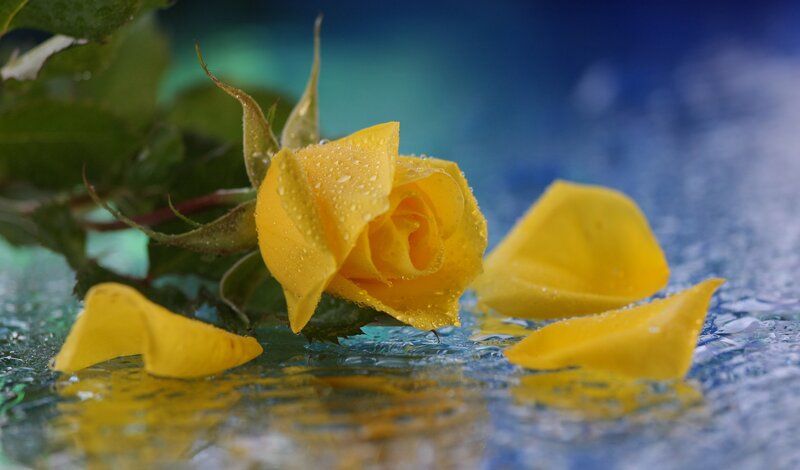 Yellow rose with water droplets