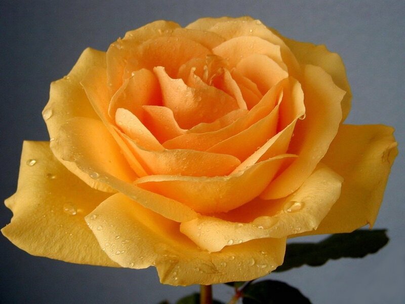 yellow rose with water droplets