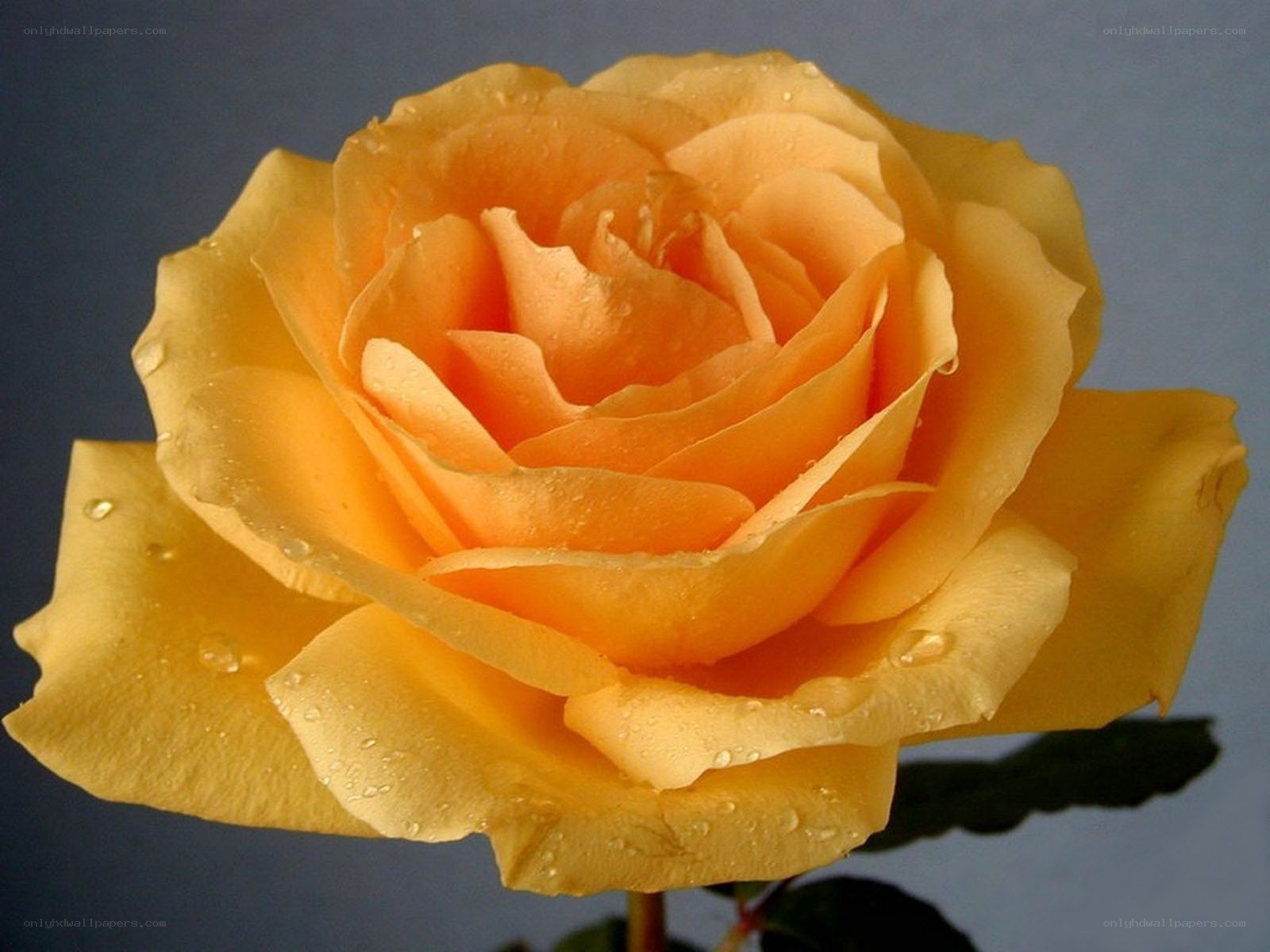 yellow rose with water droplets