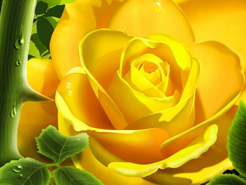 Yellow rose with water droplets
