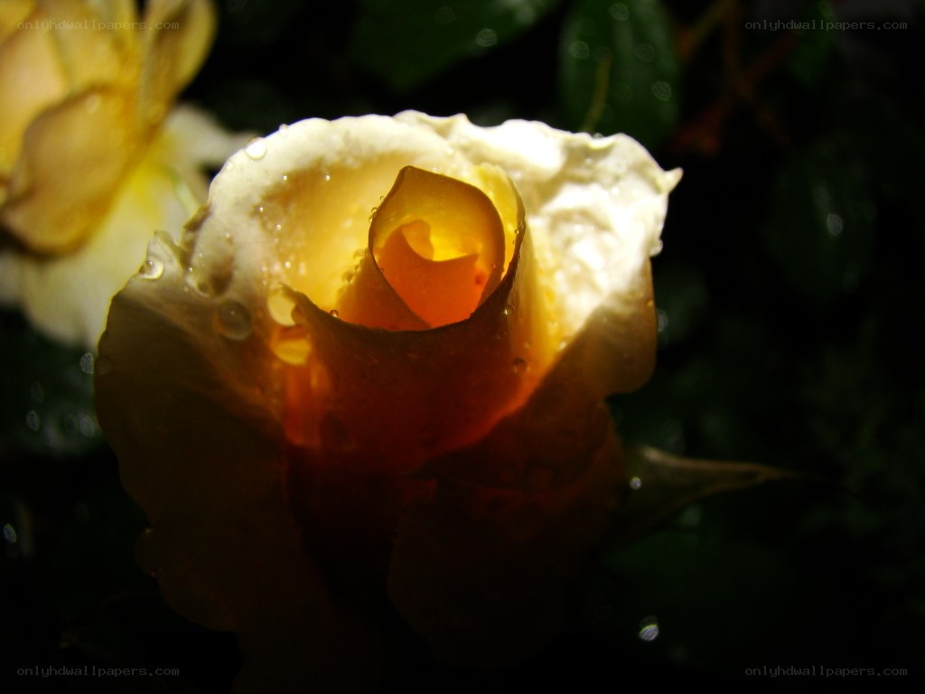 Yellow rose with water droplets