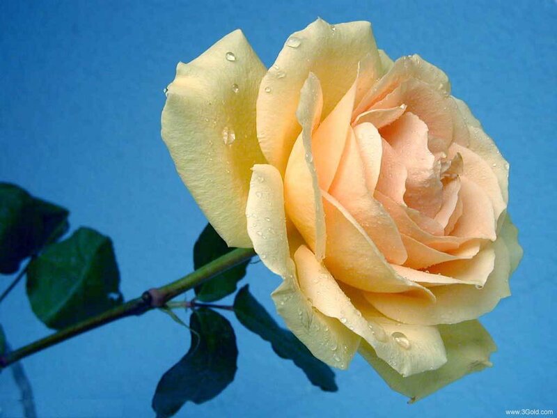 yellow rose with water droplets