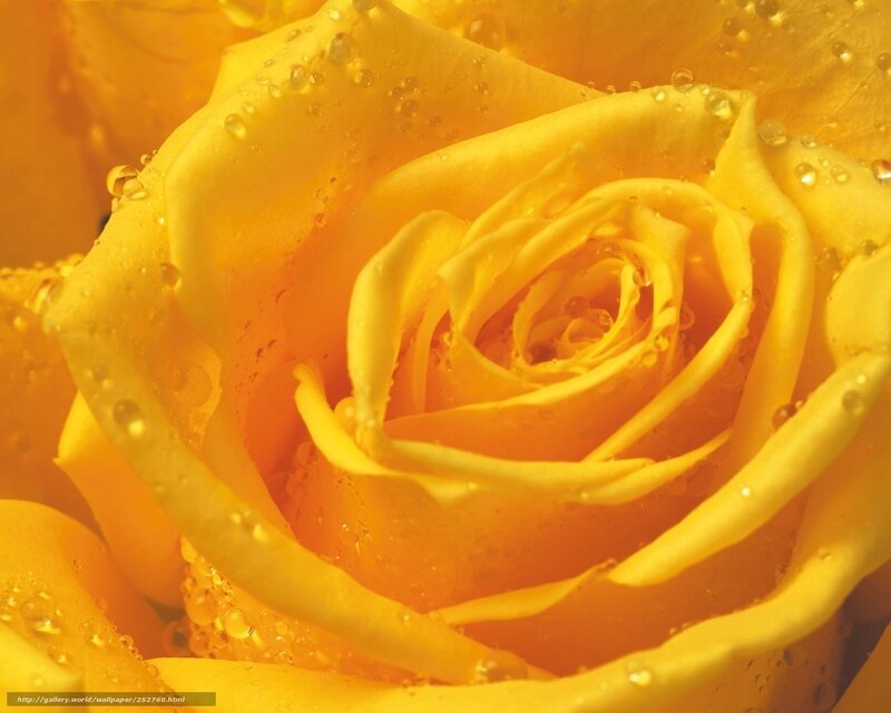 Yellow rose with water droplets