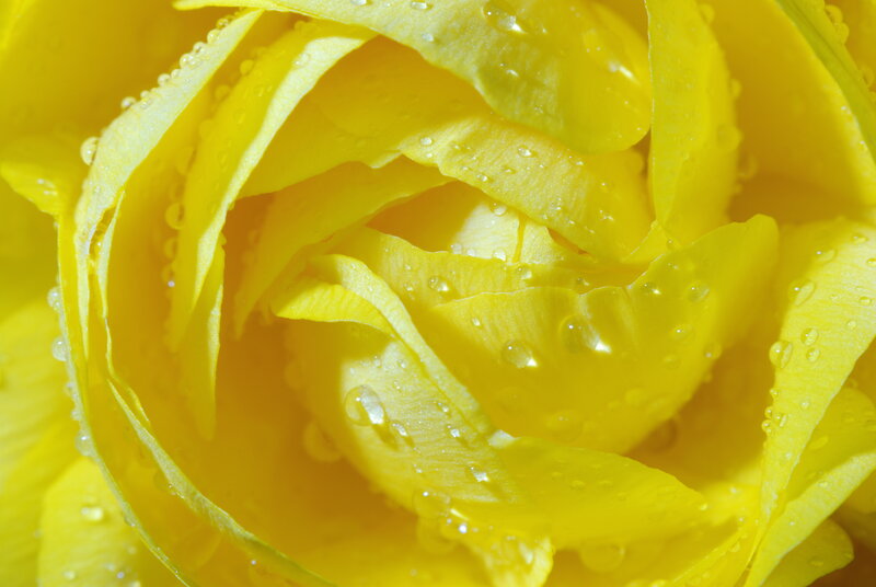 Yellow rose with water droplets