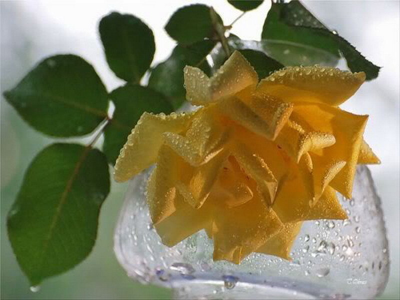 Yellow rose with water droplets