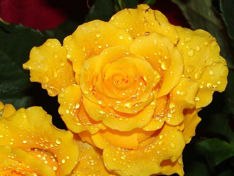 Yellow rose with water droplets