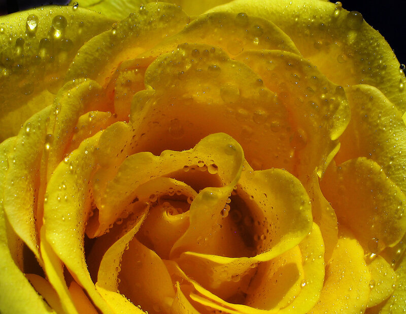Yellow rose with water droplets