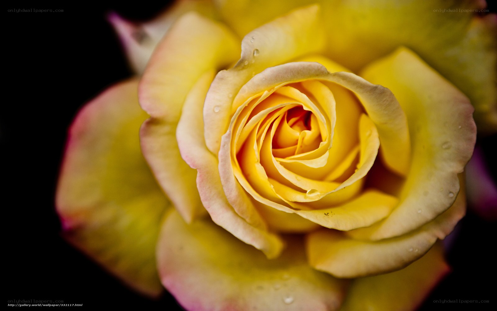 Yellow rose with water droplets
