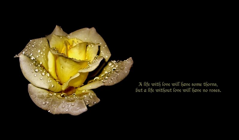 Yellow Rose with Water Droplets — Black