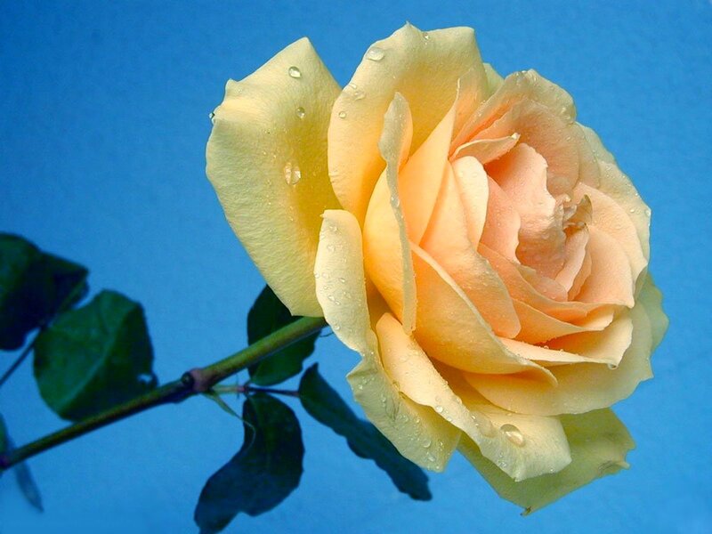 Yellow Rose with Water Droplets — Blue, Calm, Photograph