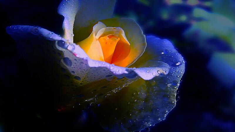 Yellow Rose with Water Droplets — Blue, Dramatic, Night
