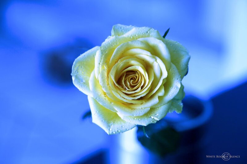 Yellow Rose with Water Droplets — Blue, Serene
