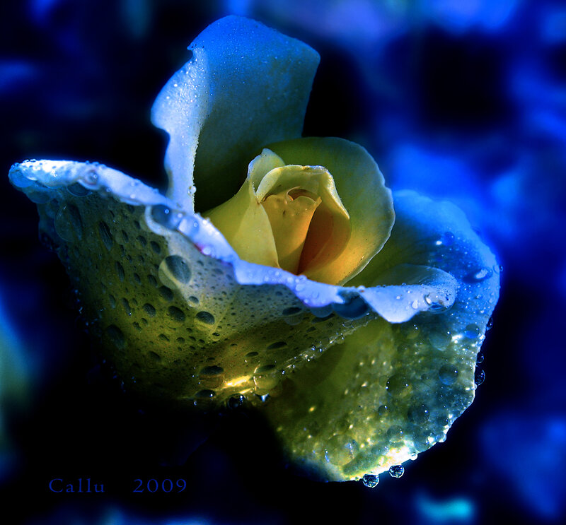 Yellow Rose with Water Droplets — Blue