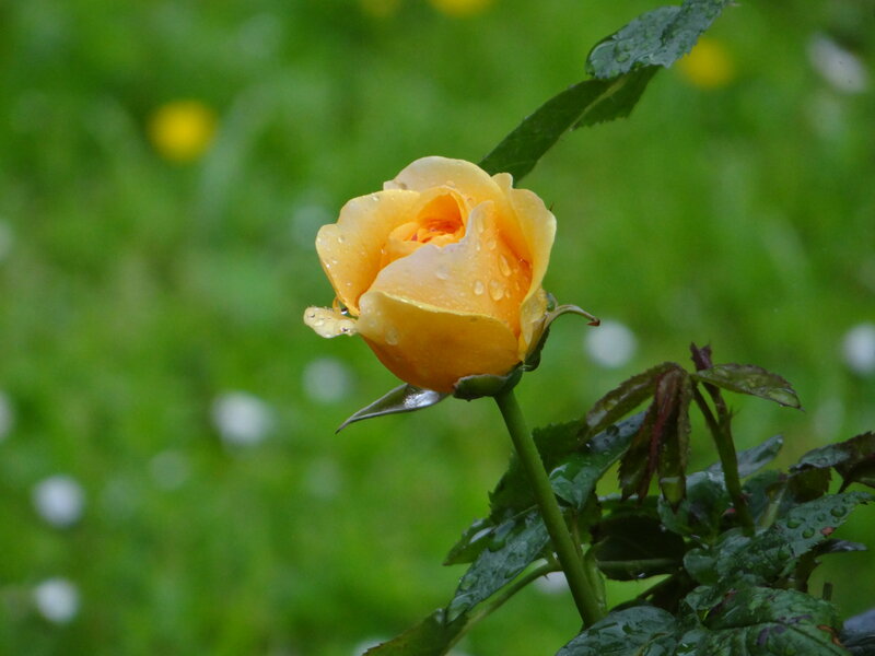 Yellow Rose with Water Droplets — Calm, Morning, Photograph, Green Leaves