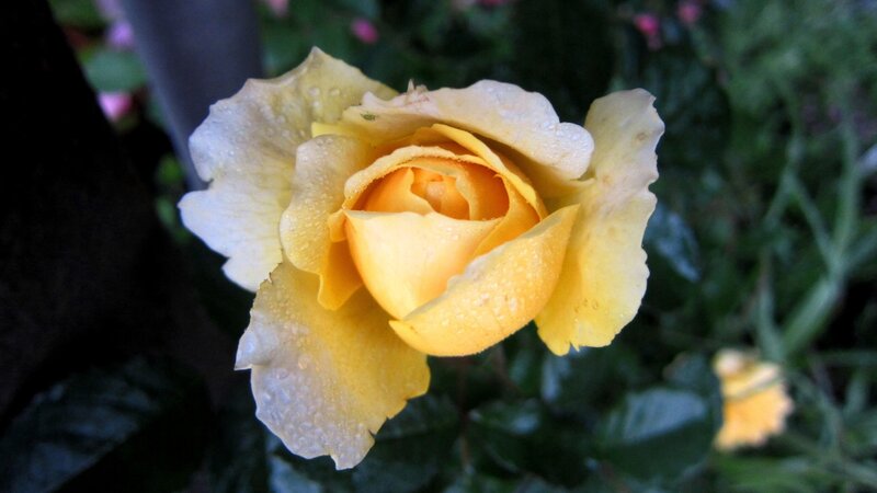 Yellow Rose with Water Droplets — Calm, Morning, Photograph