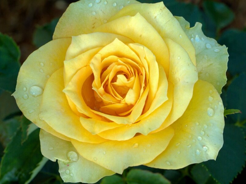 Yellow Rose with Water Droplets — Calm, Morning