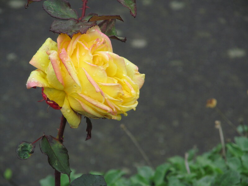 Yellow Rose with Water Droplets — Calm, Photograph, Leaves
