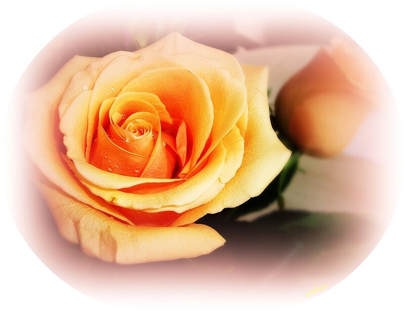 Yellow Rose with Water Droplets — Calm, Photograph