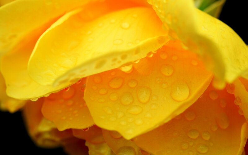 Yellow Rose with Water Droplets — Calm, Photograph, Water Droplets, Petals