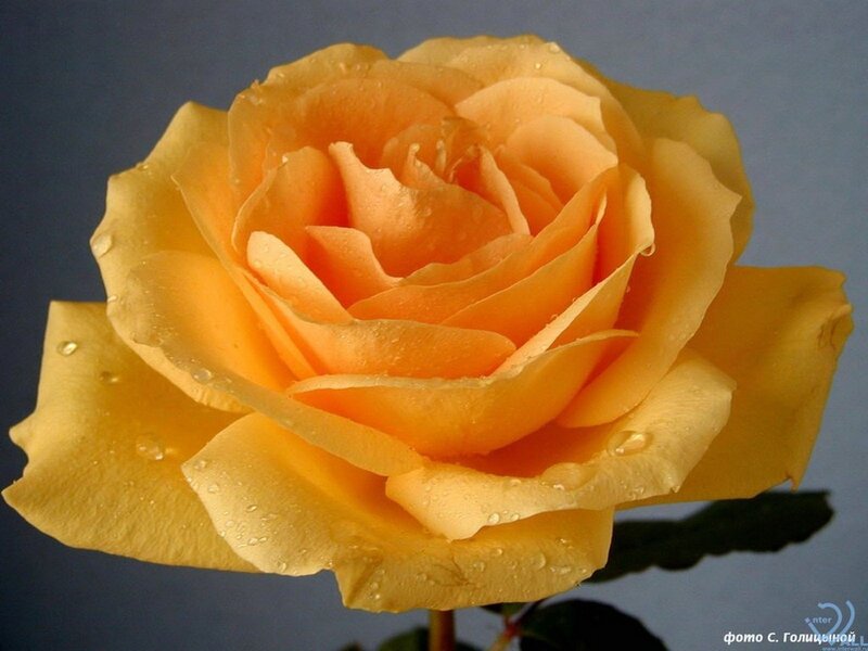 Yellow Rose with Water Droplets — Calm, Photograph, Water Droplets, Stem, Leaf